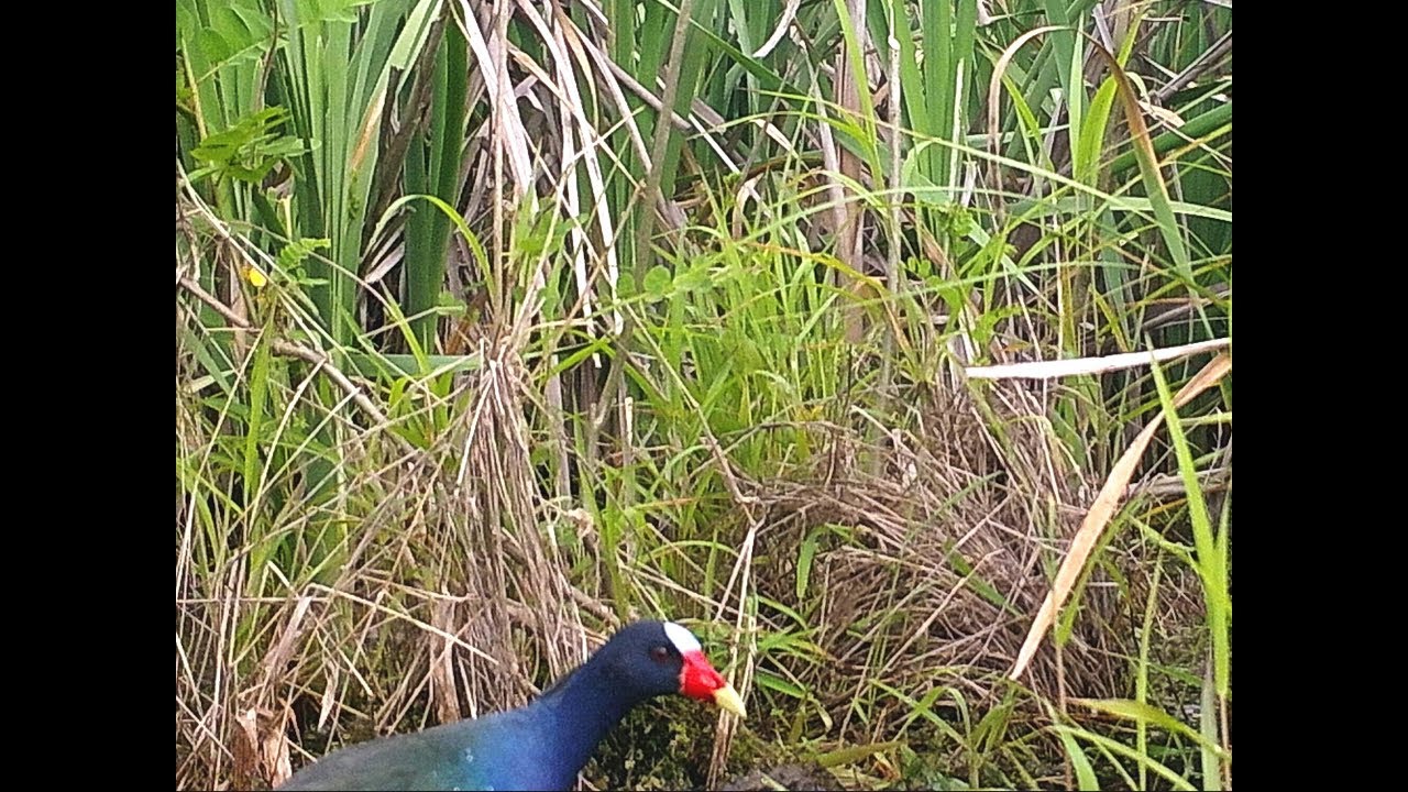 Tropical marsh bird discovered on the Oak Ridge Reservation