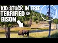 Chased Up a Tree by a BISON!!