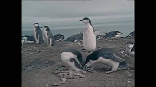 E26 Antarctic Part II - The Flight of Penguins - The Undersea World Of Jacques Cousteau - 21.1.1974