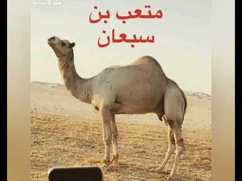 Ù…ØªØ¹Ø¨ ÙˆÙ„Ø¯ Ø§Ù„Ù…Ø¯ÙŠØ­ÙŠ Ø§Ù„Ø´ÙŠØ¨Ø© Ø¨Ø¹ÙŠØ± Ø¨Ù† Ø³Ø¨Ø¹Ø§Ù† Ø³ÙˆØ¯Ø§Ù†ÙŠ Youtube