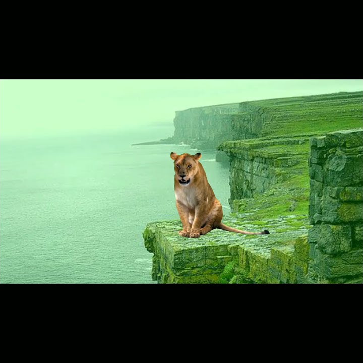 Green screen lion || green screen singa