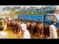 پیور نیلی کی جھوٹیوں کی نشانیاں #foryou #baffalo #viral #punjabimundapunjabi1122 