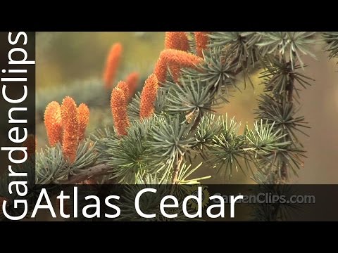 Video: Atlas Cedar (27 Fotografija): Opis Sorte 