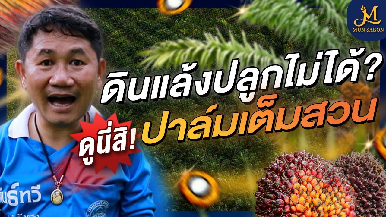 ใครว่า.. พื้นที่แล้งปลูกปาล์มไม่ได้ ดูนี่สิ ! ปาล์มงามเต็มสวน ให้ผลผลิตดีถ้ารู้จักวิธีดูแล