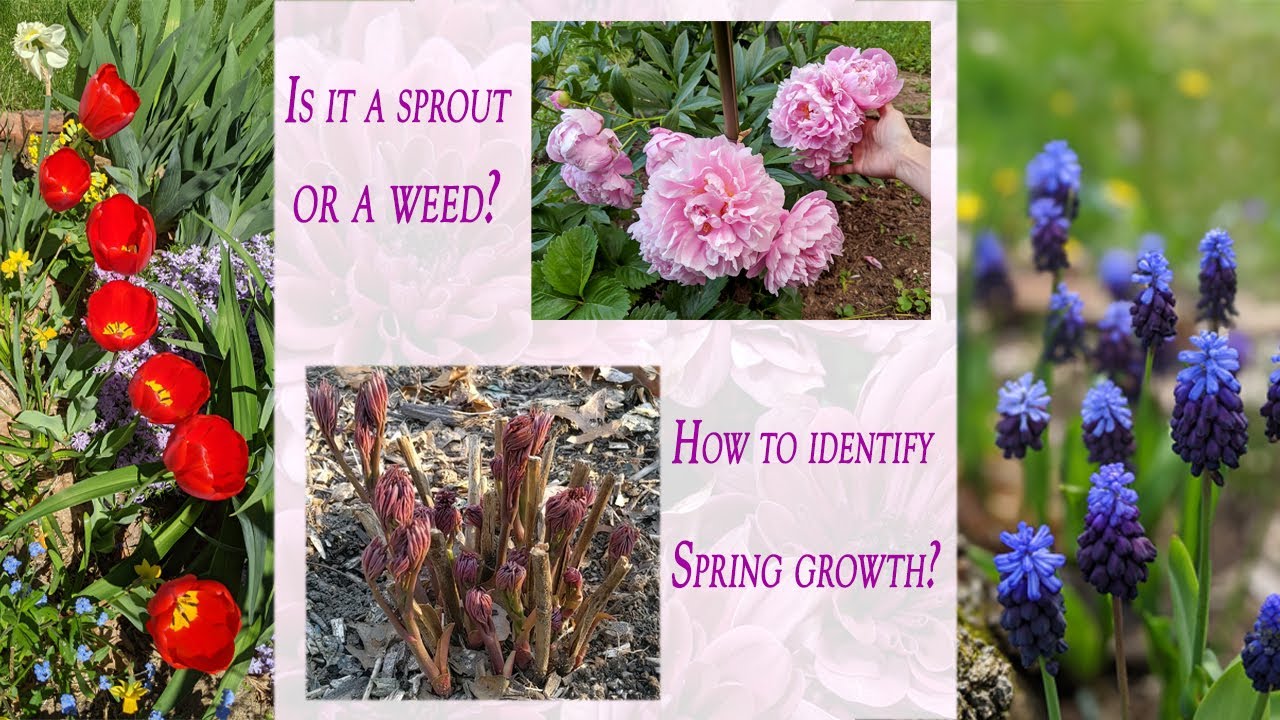 How to Identify Spring Growth | Is It a Sprout or a Weed | LanCT