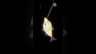 Trophy Bream Bre Leszcz 4.6Kg