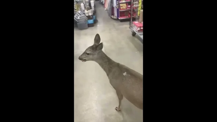 Saving Doe: Customers Coax Deer Out of Missouri Do...