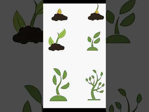 شاهد مخاطر الوايفار القاتلة  وايفاي مخاطر حمل حامل دماغ الاكتئاب