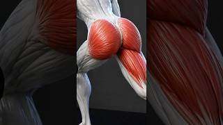 Grow Glutes Faster 🍑 Stretch vs Squeeze Explained