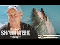 Filming the Legendary Hornet Breach | Shark Week
