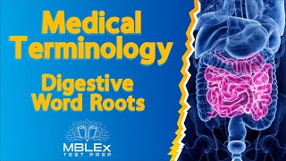 Medical Terminology - Digestive Word Roots