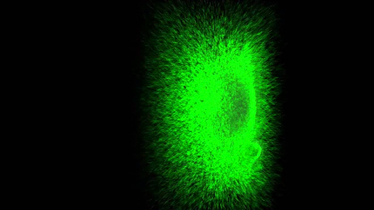 Yo quiero bailar Los Negros Fumancheros