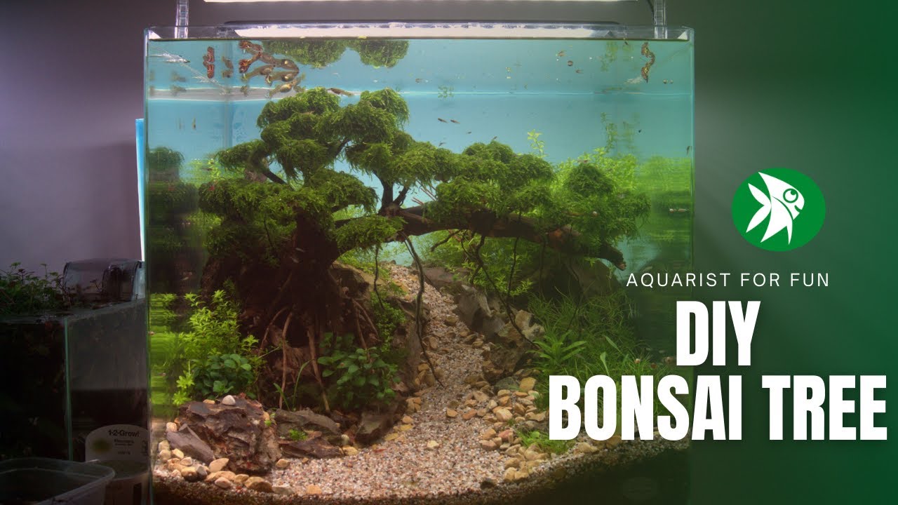 AQUASCAPE TUTORIAL DIY BONSAI TREE AQUASCAPE PART 1 YouTube