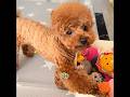 This was the smartest dog I had ever seen