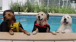 Golden Retrieverはっちの奮闘記 Youtube