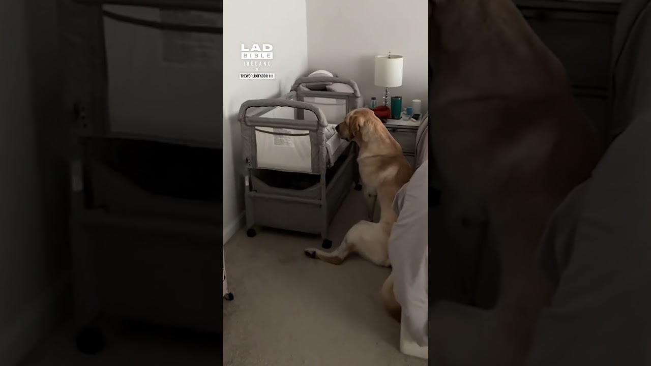 POV: Dog Becomes a Big Brother for the First Time 🐶👶❤️