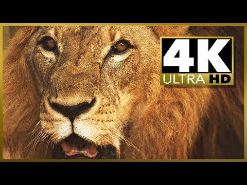 Sample 4k UHD (Ultra HD) video download