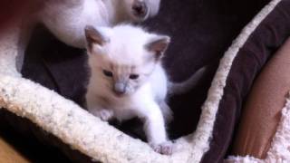 Blue Babies Born 21/12/11