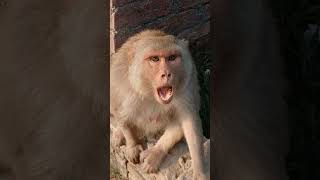 Bandar Ka Gusse Bala Chehra