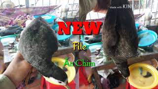 Tiếng Quốc Hủy Diệt || Bao Đánh - Bao Ăn Chim (Video có chèn nhạc)