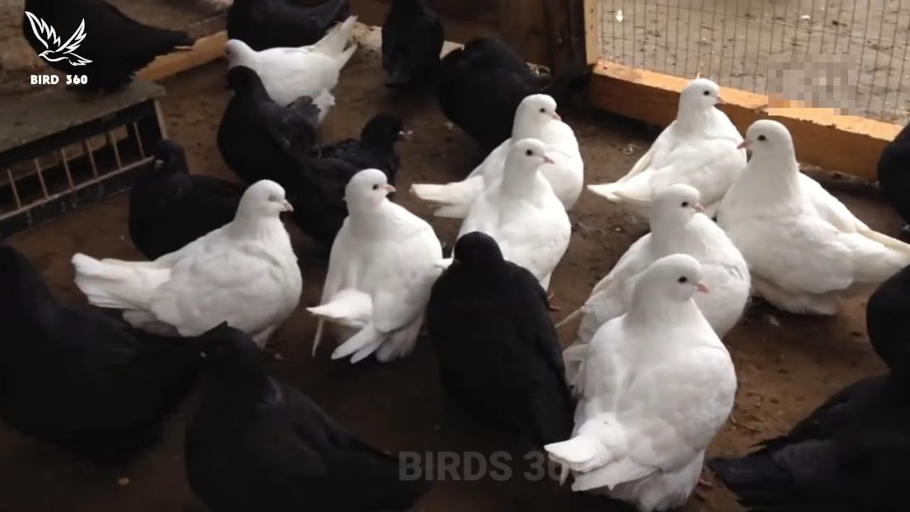 american black show king pigeon best king pigeon breeds king