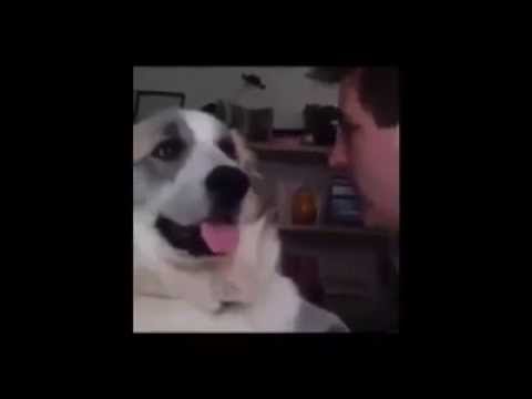 Your Mom Looks Like A Dog