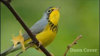 MERDUNYA SUARA KICAUAN BURUNG DI ALAM LIAR