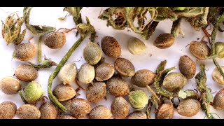 Mel Frank: Selecting Ideal Cannabis Seeds & Storage / Derek Gilman / Ganjier