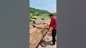Live logging scene: Watch how this big log is broken step by step!