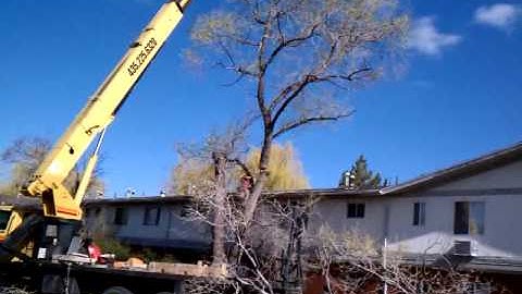 Tree removal with crane part 3