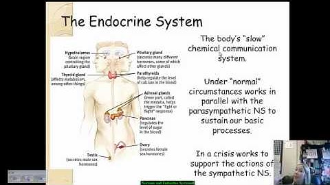 Nervous and Endocrine Systems