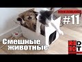 Смешные животные #11 Видео приколы с животными 2018