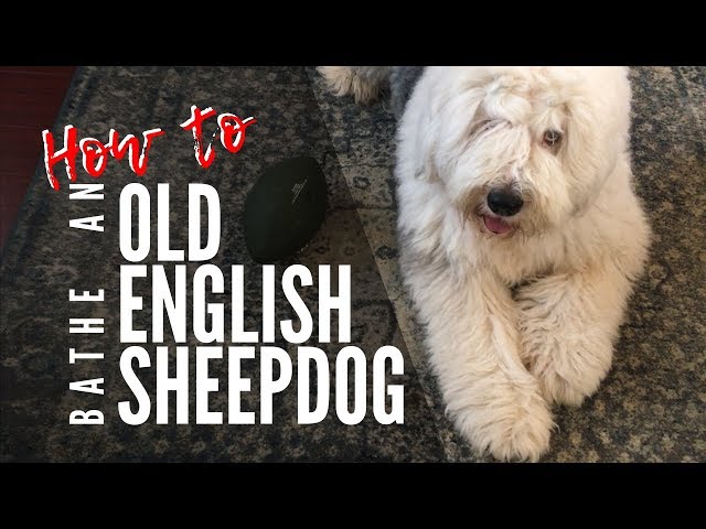 Caring for an Old English Sheepdog  Antiguo perro pastor inglés, Perro pastor  inglés viejo, Collie barbudo