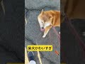 柴犬かわいすぎ#柴犬 #犬 #ペット #かわいい #柴犬のいる暮らし