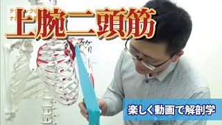 「上腕二頭筋」ナルホド!基礎講座【テクマニ】 上腕三頭筋損傷 検索動画12 「上腕二頭筋」ナルホド!基礎講座【テクマニ】 上腕三頭筋損傷 検索動画 12