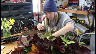 Coleus Started From Seed : Propagating Cuttings! : Flower Hill Farm