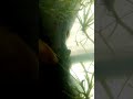 my new black skirt tetras
