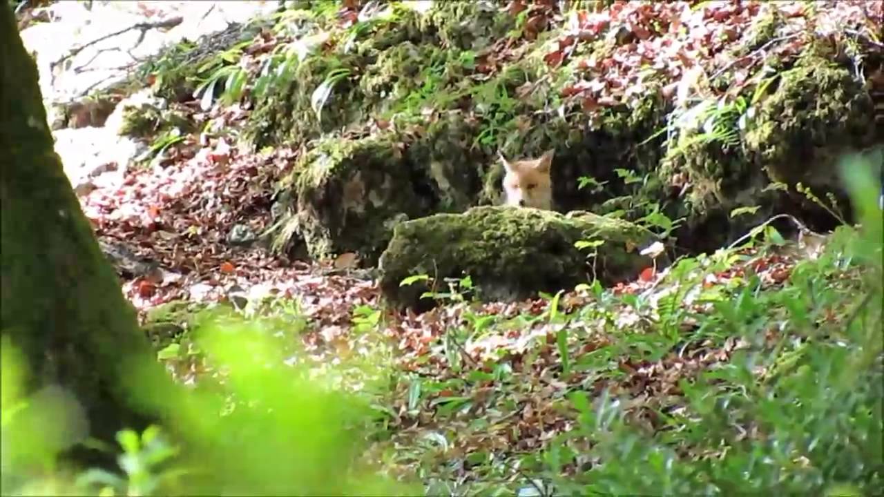 zorro - vulpes vulpes - red fox