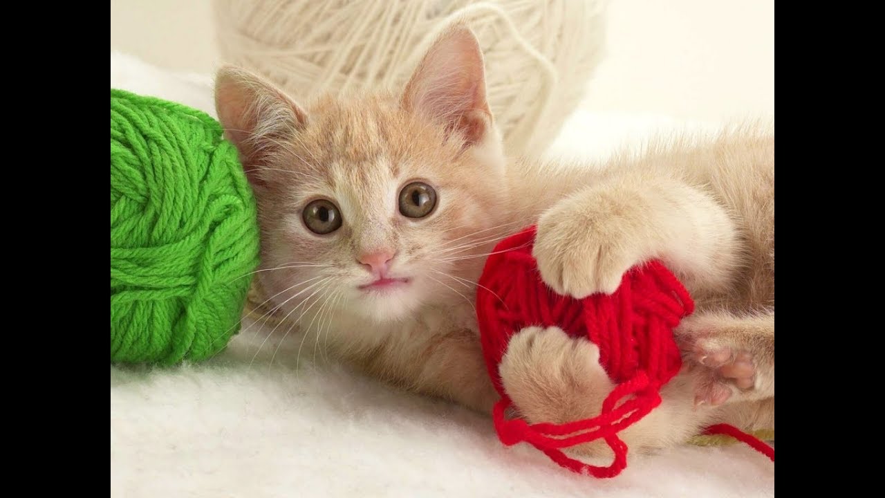 O gato fofo está brincando com uma bola de fios rosa. curioso gatinho  deitado em cima de um cobertor branco e olhando para a câmera. jogos com  animais de estimação. fios de tricô. brinquedos publicitários para gatos.