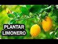 Como Y Cuando Plantar Un Limonero - Consejos Y Trucos || La Huertina De Toni