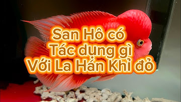 Cá la hán khỉ đỏ cần san hô #GBH