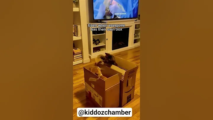 Video 11889181: cat kitten funnycats, cat kitten funny