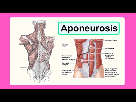 Video: Kuo skiriasi sausgyslė nuo aponeurozės?