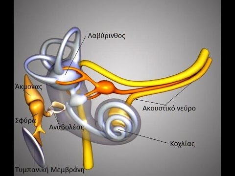 Βίντεο: Πώς μεταδίδονται τα ακάρεα του αυτιού