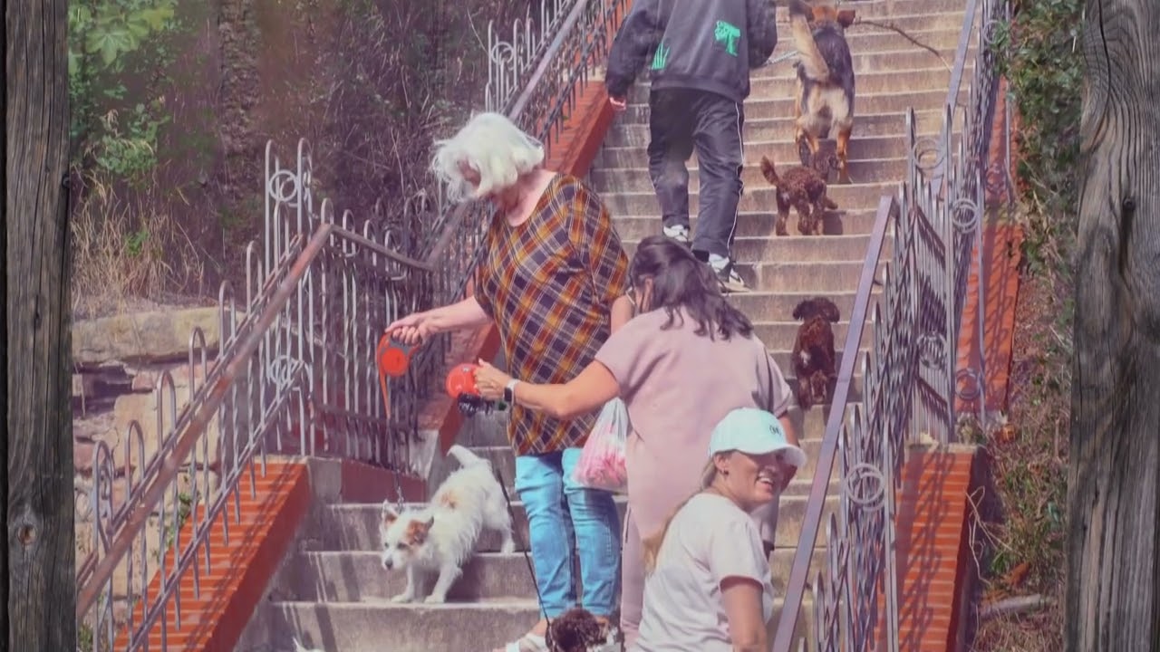 Dětská galerie Lapidárium | Sčítání psů - Eva Bystrianská