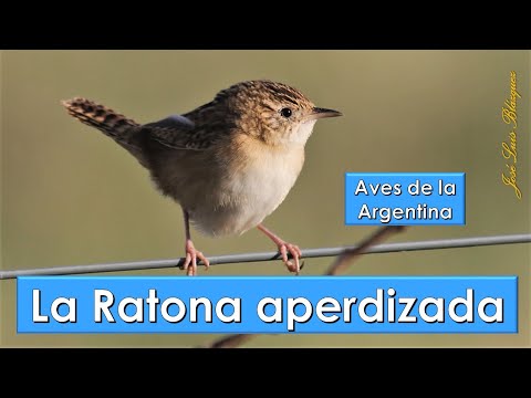Ratona aperdizada, Grass Wren, (Cistothorus platensis), Aves de la Argentina