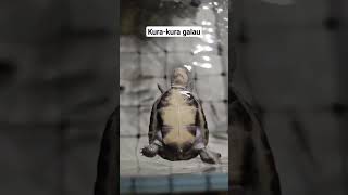 kura-kura lucu #funny #turtel #viral #meme #memes #funnyvideo #fun #funnyshorts