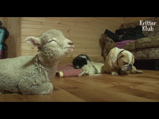 Meek Lamb Just Keeps Smiling Despite Real Rascal Puppy's Mischief | Kritter Klub Meek Lamb Just Keeps Smiling Despite Real Rascal Puppy's Mischief | Kritter Klub