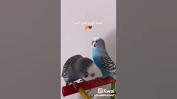بادجى بادجي تغريد صبح تغريدات عصافير عصفور عصفورة عصفوره كوكتيل اليف 