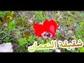 شاهدوا نبتة شقيقة النعمان الساحره الش قار الإكليلي الدحنون الاحمر Anemone Coronaria Poppy Anemone شاهدوا نبتة شقيقة النعمان الساحره الش قار الإكليلي الدحنون الاحمر Anemone Coronaria Poppy Anemone